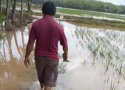 Tanggul Irigasi di Desa Wira Bangun Jebol, Dinas PUPR Mesuji Janji Lakukan Penanganan
