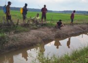 Petani Padi di Mesuji Khawatir Gagal Panen, Akibat Tanggul Jebol Tak Kunjung Diperbaiki