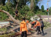 Siaga Bencana Non-Alam, BPBD Way Kanan Lakukan Mitigasi Pohon Tumbang di Jalur Padat