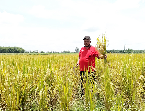 Pesan Sumarsono Disektor Pertanian Kepada Pemkab Lamteng