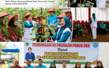 Ni Ketut Dewi Nadi Panen Melon Intanon di Green House Kampung Bandar Sakti