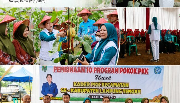 Ni Ketut Dewi Nadi Panen Melon Intanon di Green House Kampung Bandar Sakti